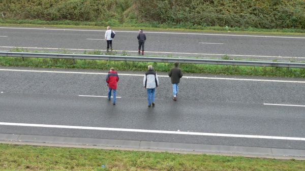 Five hedgehogs crossing the A2